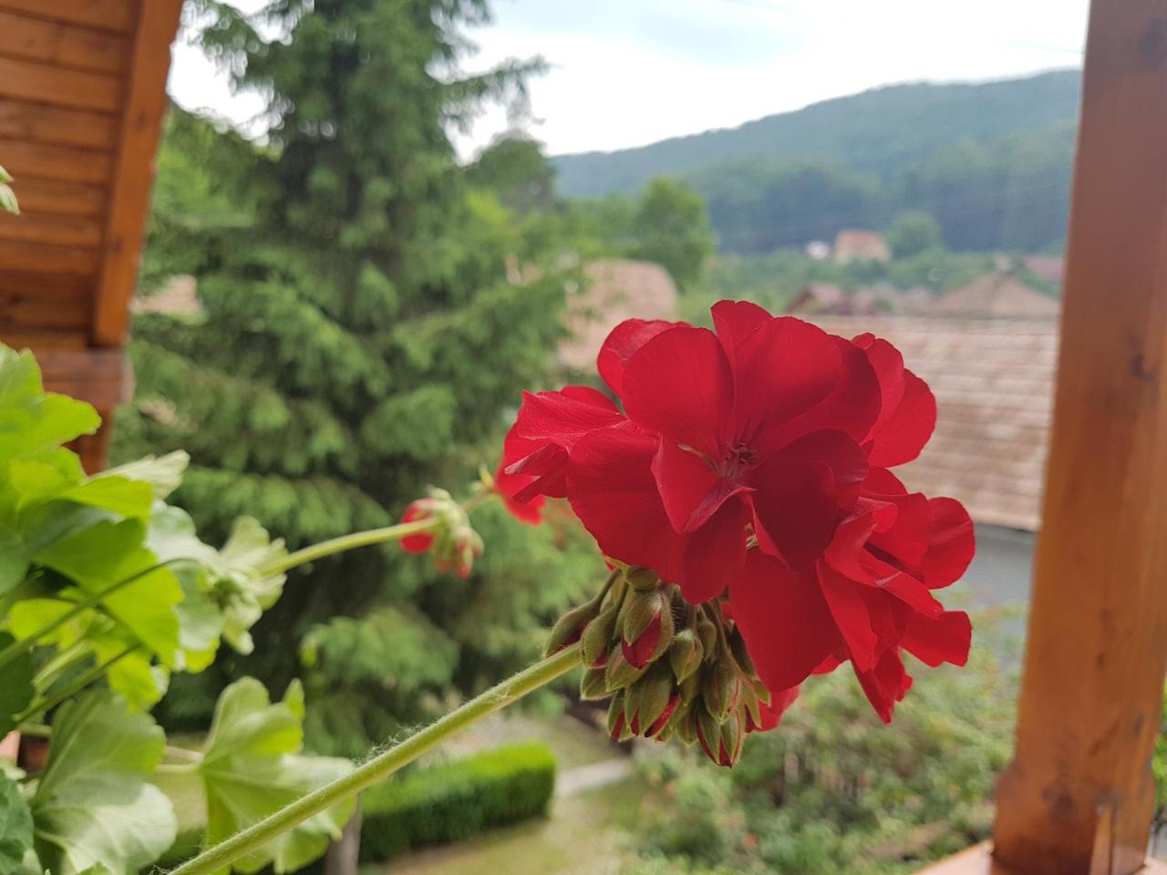 Pensiunea Lorincz *** Panzio Sovata Dış mekan fotoğraf